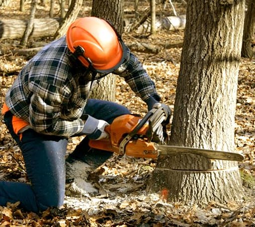 Tree Removal in Milledgeville, TN